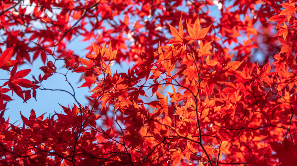 東京の紅葉名所おすすめ13選 都内で楽しむ秋の絶景