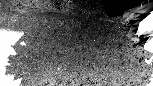 ベランダで育てた鉢植え 永瀬正敏が撮った影と光