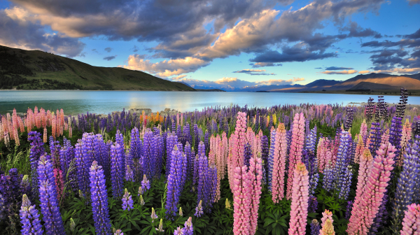 今が旬のニュージーランド 絶景めぐりの旅ガイド