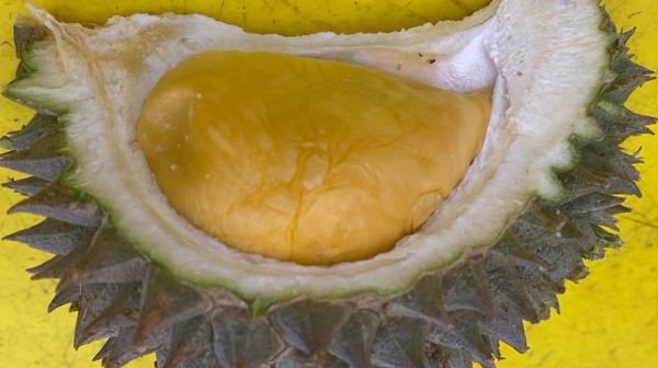 謎多き「フルーツの王様」、ドリアン農園を訪ねて