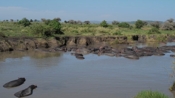 心が揺さぶられた　タンザニアの動物たちの姿