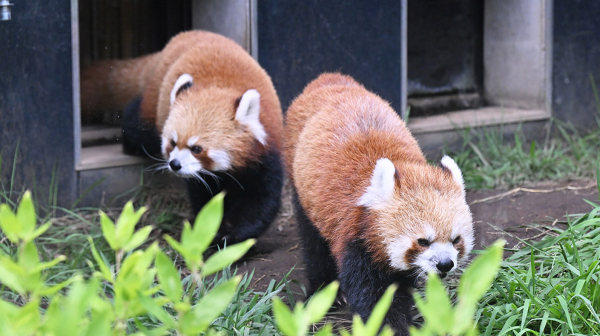 ママの後ろをどこまでも! 仲良し親子のお散歩