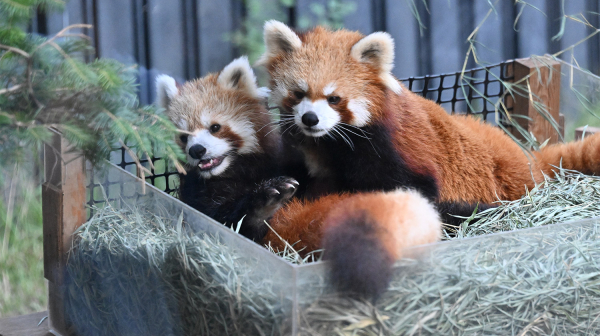 レッサーパンダが全身葉っぱまみれ、なぜ?