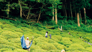 信長が拓いた、霊峰の薬草園が育む茶とは？