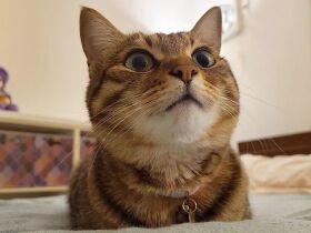 さあ寝るよ～　警戒心の強いキジトラ猫「もも」今夜はどこで寝るのかな？　