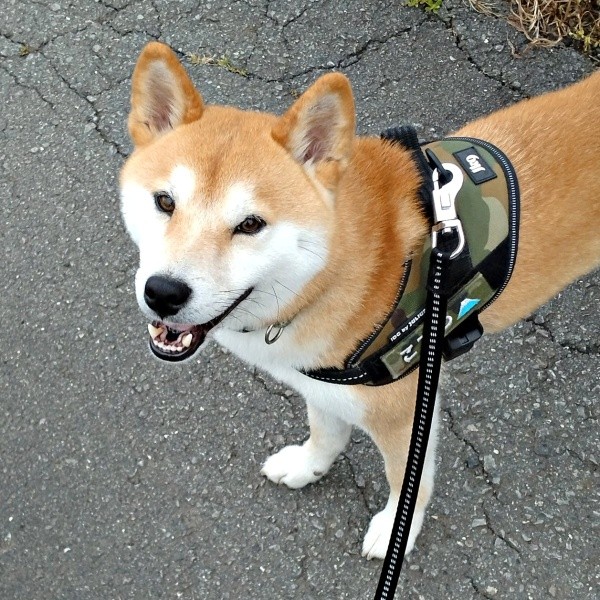 いつもの公園で遊ぶ姿が話題になったコテツくん（画像提供：なにゃーさん）