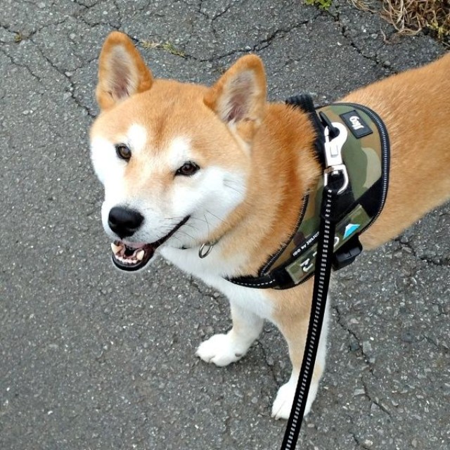 いつもの公園で遊ぶ姿が話題になったコテツくん（画像提供：なにゃーさん）