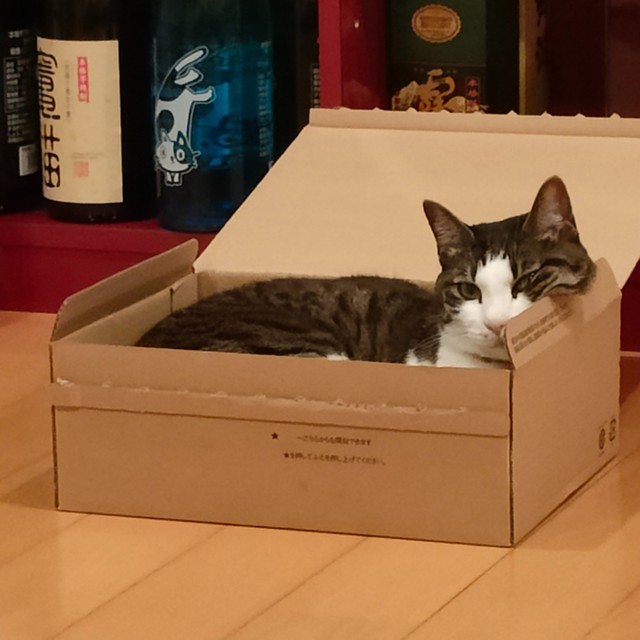 ガーラさんは、サバ猫なのかキジ猫なのか？（提供：松本ひで吉さん）