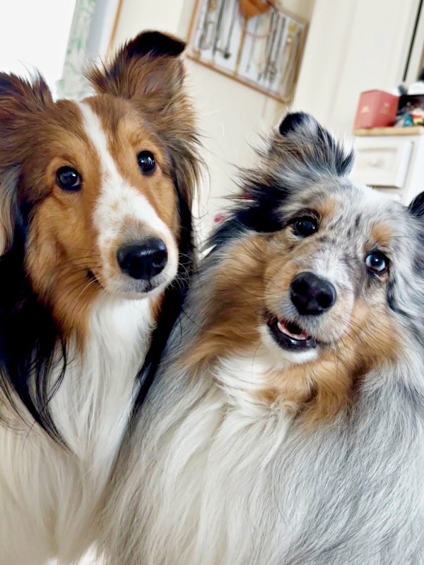 元気いっぱいの妹・ネルちゃん（左）、お嬢様タイプの姉・ラピスちゃん（右）（画像提供：アクラピネルさん）