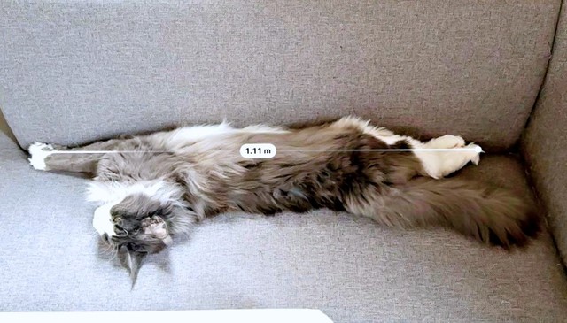 猫騙/Megalomania 帯付き Amazon.co.jp: Megalomania - 猫騙: ミュージック