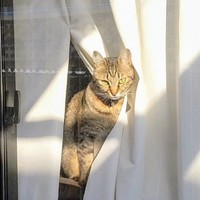 窓辺で飼い主さんを見つめるそらくん（画像提供：車で来た猫そらさん）