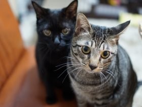 アイドルにあやかり、猫にセカンドネーム　すると関係に変化が