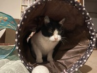 トンネルで遊ぶことも＝あんずさん（@apricotchan_）提供