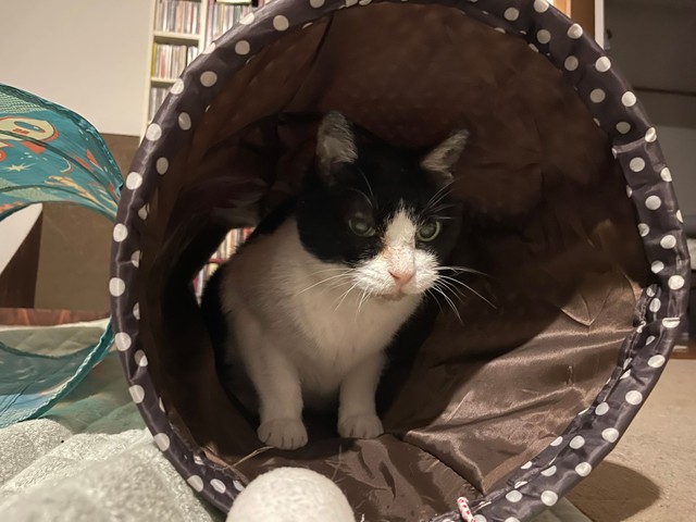 トンネルで遊ぶことも＝あんずさん（@apricotchan_）提供