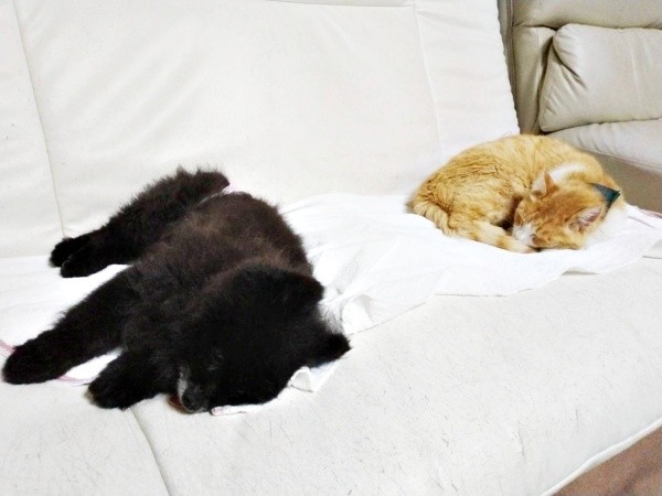 ソファ上で仲良く眠る（左から）クウちゃん、ナオくん（画像提供：ナオとフータさん）