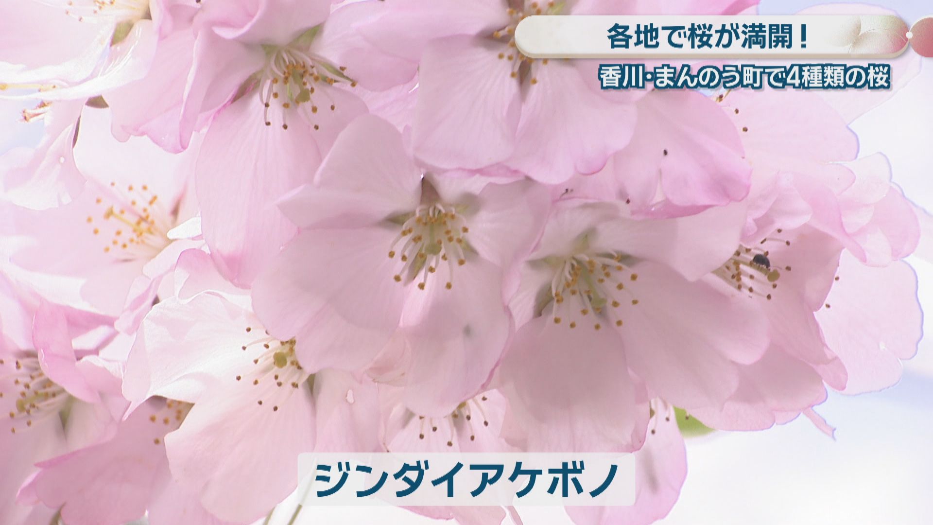 国営讃岐まんのう公園で4種類の桜が満開 注目の品種「ジンダイアケボノ