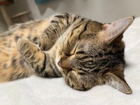 #寝てるだけで優勝な生き物たち、というタグとともに投稿された写真。確かに！（画像提供：もなさん）