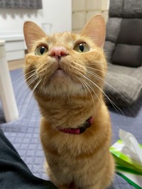 きらきら…金色の瞳がチャーミングなむぎくん（画像提供：むぎと人間さん）