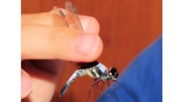 採集したアオビタイトンボ　重井薬用植物園提供