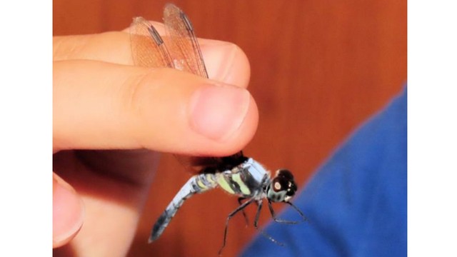採集したアオビタイトンボ　重井薬用植物園提供