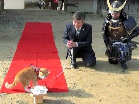 猫城主「さんじゅーろー」、お供従え堂々再入城