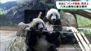 仙台市へのパンダ誘致が再浮上　八木山動物公園は期待を寄せる