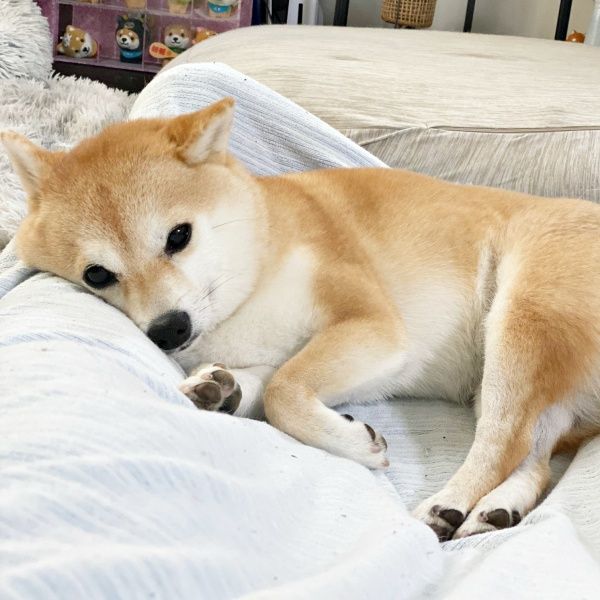 お」と「おさんぽ」で表情が激変する柴犬さん ギャップ笑顔に4.7万いい