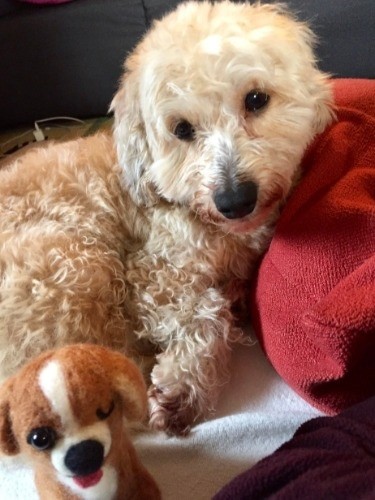 迎えて間もない頃のハニーパン。最初は白いクルクルの毛だったが、栄養状態がよくなるにつれ薄茶のストレートに変わったという。