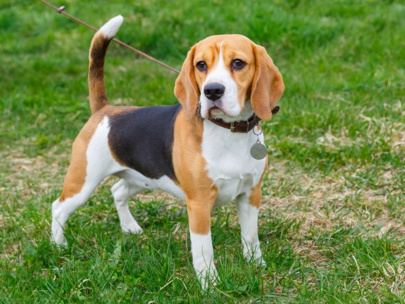 犬がしっぽを振るのはなぜ 自分の気持ちを表している その意味をｑ ａで解説 Sippo シッポ