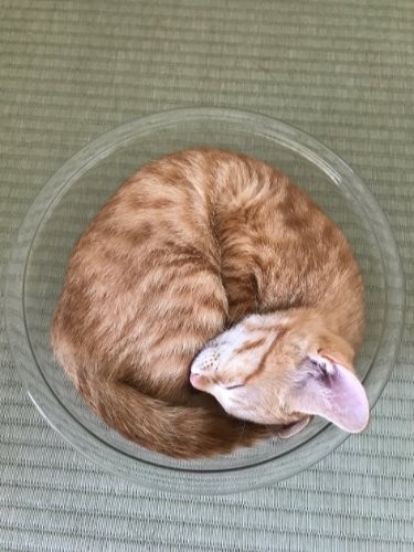 小さい時はガラスボールにすっぱり