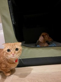 「おじいちゃん、おやすみニャさい…（画像提供／短足マンチカン ひな子さん）