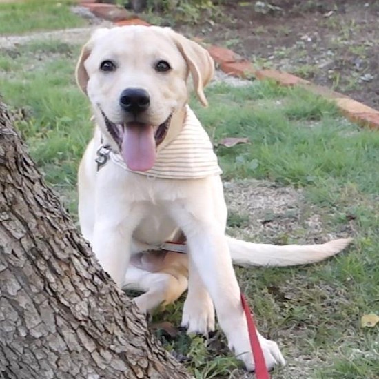 家にきたころの「のんのん」