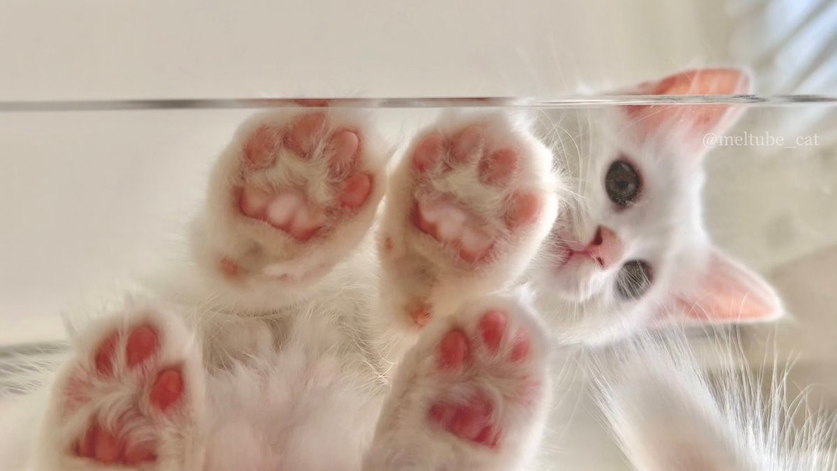 じゃれねこ『2月☆35 桜満開×ピンク系』