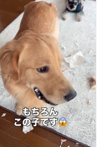 犯人は…暖くん！（暖くんの飼い主さん提供、Instagramよりキャプチャ撮影）