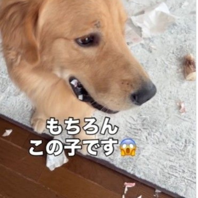 犯人は…暖くん！（暖くんの飼い主さん提供、Instagramよりキャプチャ撮影）