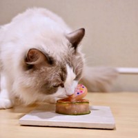 誕生日のごちそうはお刺身！ おいしそうに食べるシャルくん（画像提供：しゃるどねこさん）