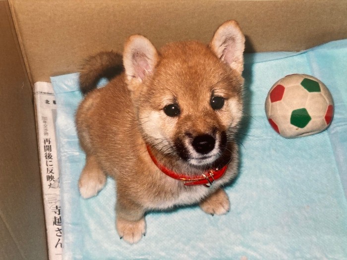 パピー時代のハルくん。血統書は「赤毛・巻」。シニアになって顔がだんだん白くなったそう（上村さん提供）
