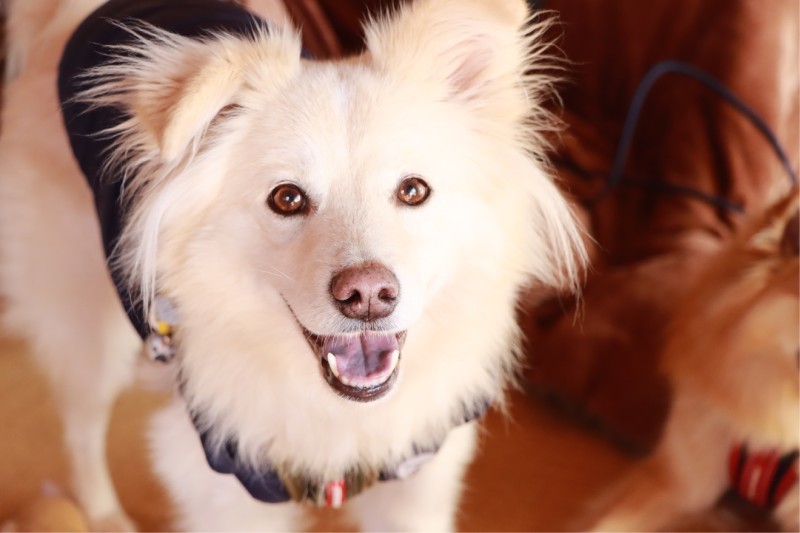 文章派の大吉はすねてアピールすることもある（穴澤さん提供）