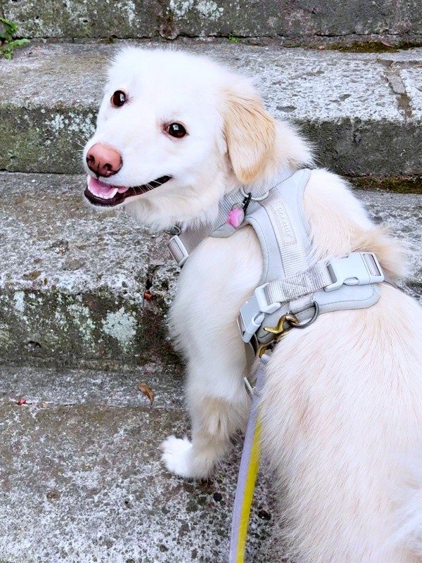階段上でくるっと振り返って飼い主さんを見つめるハニちゃん（画像提供：薄茶のいぬさん）