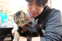 キジトラのふくまると、黒ネコのししまる。ツヤツヤの毛並みとふっくらとした体つきから、西村さんが2匹をいかに大切にしているかが見てとれる