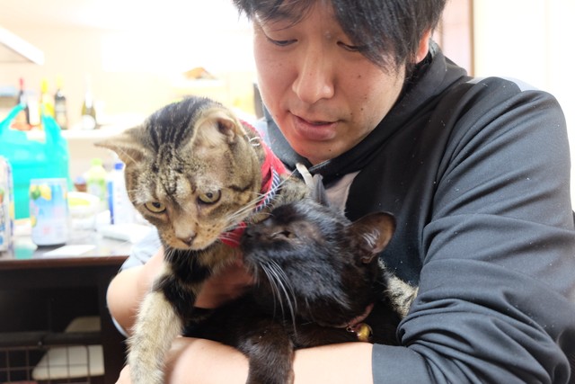 キジトラのふくまると、黒ネコのししまる。ツヤツヤの毛並みとふっくらとした体つきから、西村さんが2匹をいかに大切にしているかが見てとれる