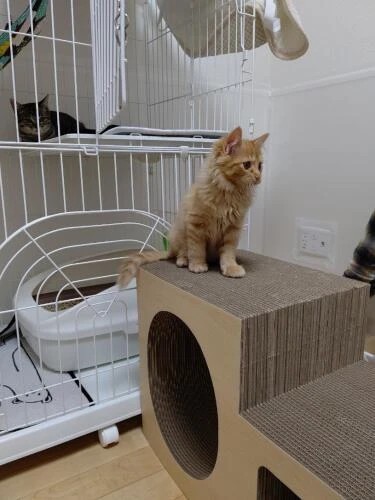 家にきたころの「ヴェル」