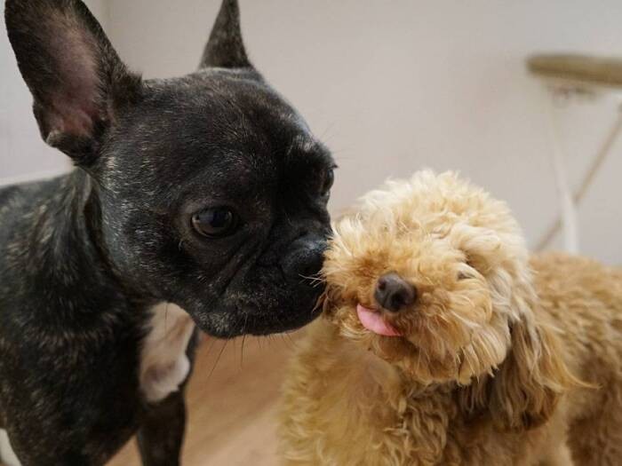 後輩のフレブルくんから愛されて思わずデレるウィル先輩（提供：ＵＧ）