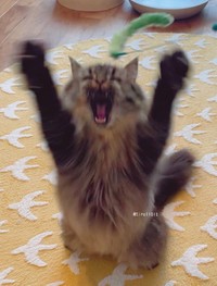 運動神経抜群のチロルくんはおもちゃ遊びが大好き☆（提供：チロルさん @tirol1012）