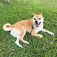 「かわいい」と言われてにこにこ笑顔になる小雪ちゃん（画像提供：柴犬 小雪さん）