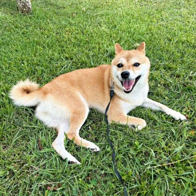 「かわいい」と言われてにこにこ笑顔になる小雪ちゃん（画像提供：柴犬 小雪さん）