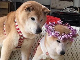 子犬・子猫　偽りの誕生日　「生後49日」規制で早める不正も