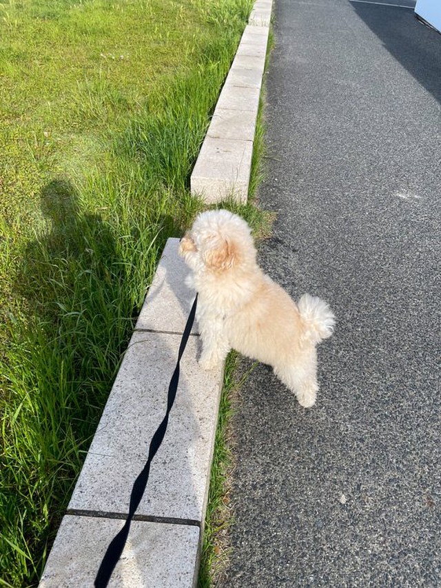 「よいしょ」お散歩中、ちょっと高いところから景色を眺めるぺんたくん（画像提供：ぺんたさん)