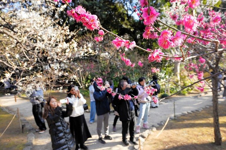 2026年最新】関東1都4県の梅の名所おすすめ15選 早春を彩る梅林と香り