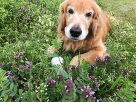 何も知らない元繁殖犬　９歳のゴールデンを迎え、しつけ始めた